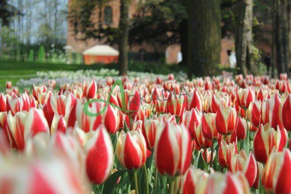 04_CASTELLO DI PRALORMO_Messer Tulipano 846